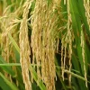 Gạo OM18