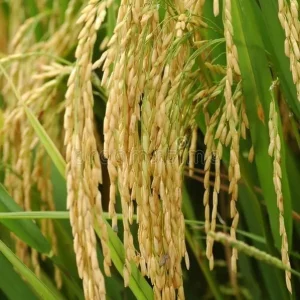Gạo OM18